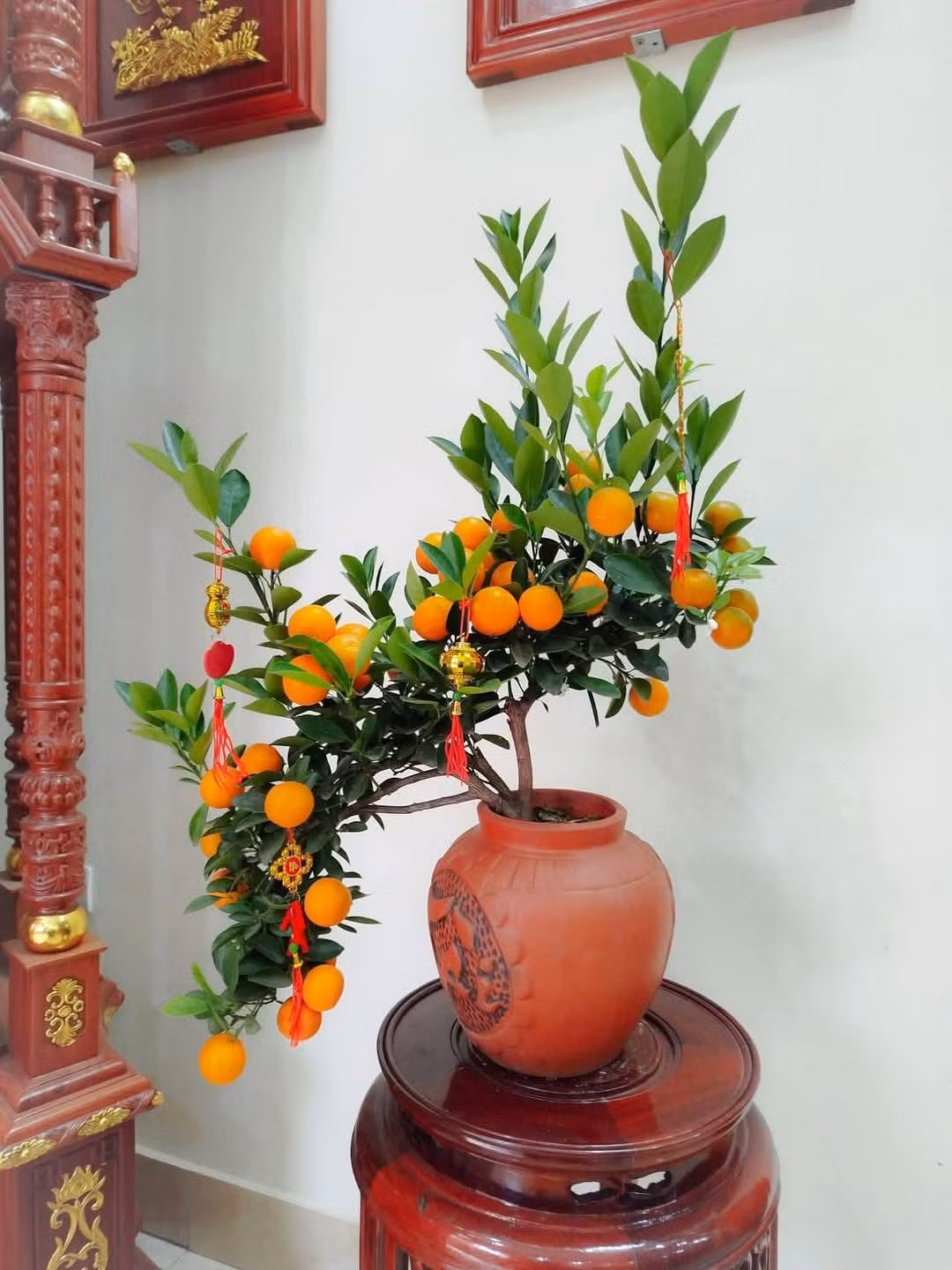  Quất bonsai mini trồng trong chậu, bình nhỏ có thể bài trí trên bàn trà hoặc không gian hẹp. Ảnh: FB Trà Linh Nguyễn