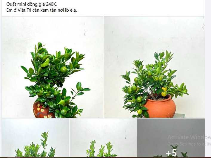 Quất bonsai mini cũng được rao bán rầm rộ trên chợ mạng. Ảnh chụp màn hình