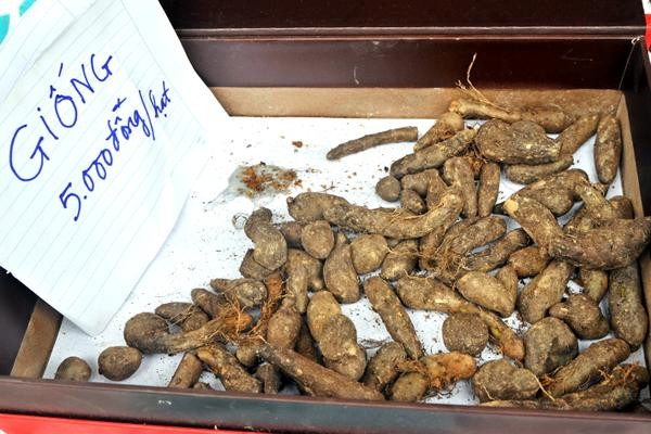 Giống khoai mài có giá bán 5.000 đồng/hạt (củ). Ảnh: Dân Việt