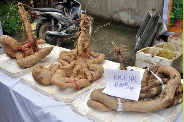 Trung bình mỗi mét vuông đất cho thu hoạch từ 1,5 đến 2 kg củ. Mỗi sào cho thu nhập từ 40 đến 50 triệu đồng/vụ. Ảnh: Dân Việt