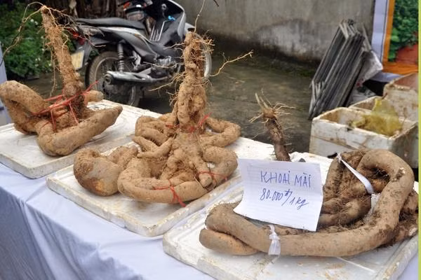 Trung bình mỗi mét vuông đất cho thu hoạch từ 1,5 đến 2 kg củ. Mỗi sào cho thu nhập từ 40 đến 50 triệu đồng/vụ. Ảnh: Dân Việt