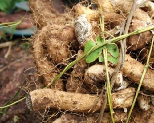 Nắm bắt nhu cầu của khách hàng, nhiều nông dân mang cây củ mài về trồng để làm kinh tế. Ảnh: Nongsandungha