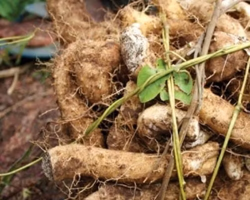 Nắm bắt nhu cầu của khách hàng, nhiều nông dân mang cây củ mài về trồng để làm kinh tế. Ảnh: Nongsandungha