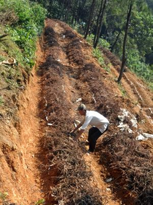 Kỹ thuật trồng khoai mài khá đơn giản, dễ chăm sóc, nhân công ít, vốn đầu tư thấp nhưng cho thu nhập cao. Ảnh: Dân Việt
