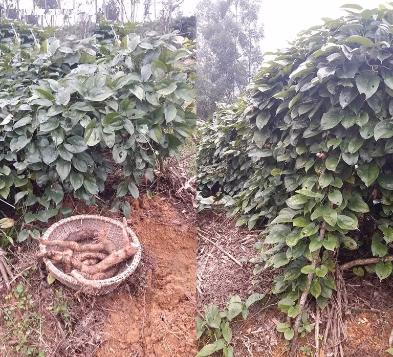 Củ mài to như củ sắn, cắm sâu hàng mét, mỗi dây thường chỉ cho một củ. Ảnh: Internet