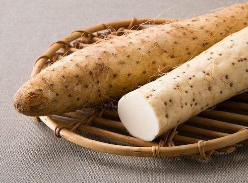 Vào năm gần đây, củ mài được săn tìm nhờ công dụng cả trong ẩm thực lẫn làm dược liệu. Vì thế, củ mài ngoài tự nhiên dần cạn kiệt. Ảnh: Nongsandungha