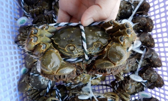 Cách đây khoảng 7 - 8 năm, cua lông Thượng Hải tại Việt Nam có giá không dưới 1 triệu đồng/kg. Ảnh: Daohaisan