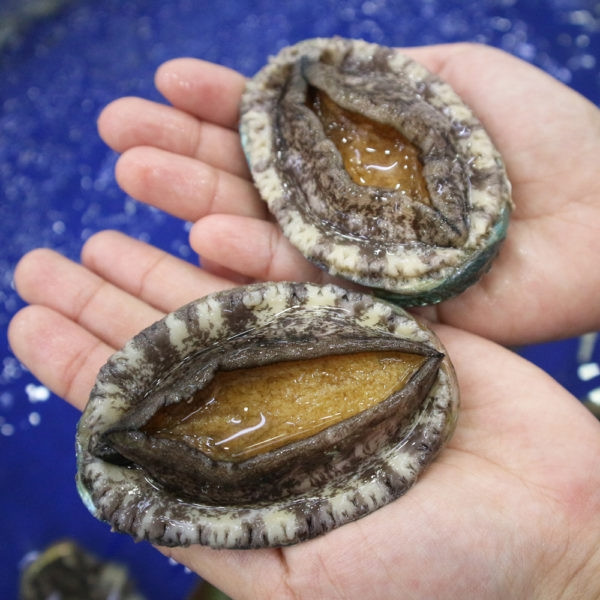 Từ xưa đến nay, bào ngư được mệnh danh là hải sản dành cho nhà giàu, thường xuất hiện trên bàn ăn của giới quý tộc bởi chúng cực kỳ quý hiếm và bổ dưỡng. Ảnh: Haisanhcm