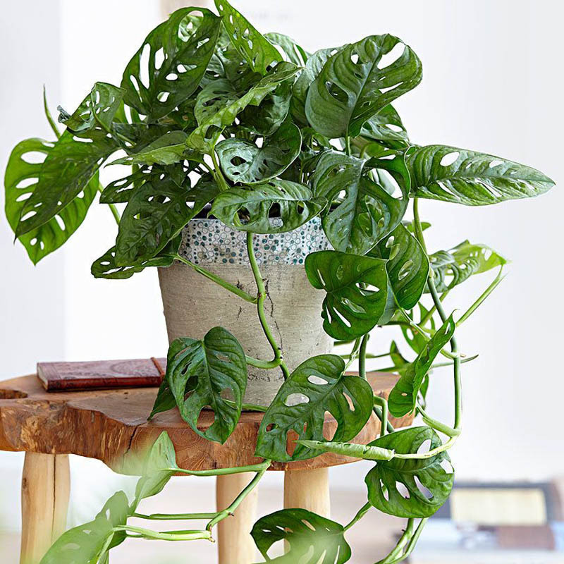 Cây trầu bà lỗ có khả năng phát triển trong môi trường bóng râm nên có thể đặt ở góc nhà. Ảnh: Internet