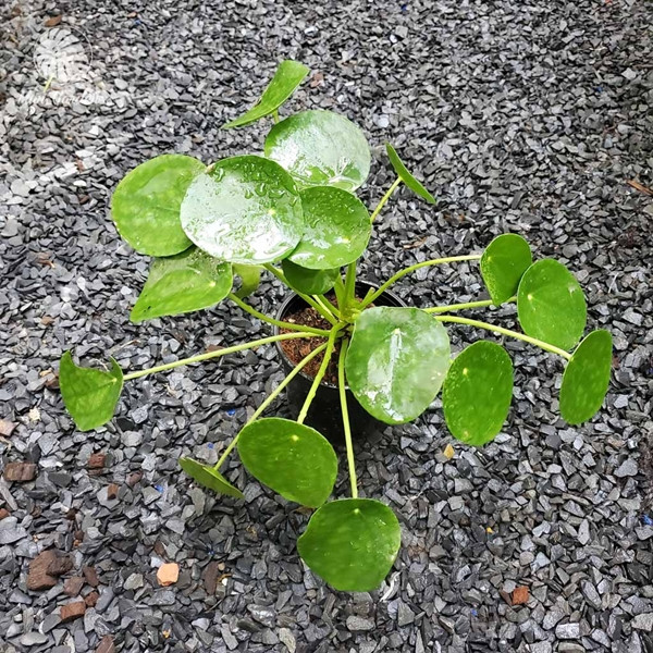 Người ta cho rằng, trồng cây bỏ gương trong nhà cách để thu hút sự giàu có và thành công về tài chính. Cỏ gương ưa ánh sáng trung bình, nên có thể đặt cạnh cửa sổ. Ảnh: Mungarden