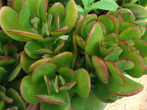 Những chiếc lá nhỏ tròn hình đồng xu trên cây ngọc bích tượng trưng cho tiền bạc, lá càng xanh mướt như ngọc càng thể hiện sự giàu sang. Ảnh: Nuibavi