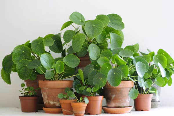 Cây cỏ gương hay còn gọi cây tiền xu có lá tròn, sáng bóng giống như đồng xu biểu tượng cho sự thịnh vượng và may mắn. Ảnh: Plant