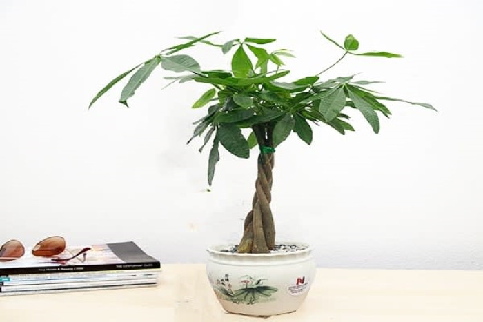 Vì vậy, người ta tin rằng, khi đặt cây kim ngân trong nhà, cạnh những nơi tiếp xúc hoặc liên quan tới tiền thì sẽ mang lại tiền tài cho gia chủ. Ảnh: Internet