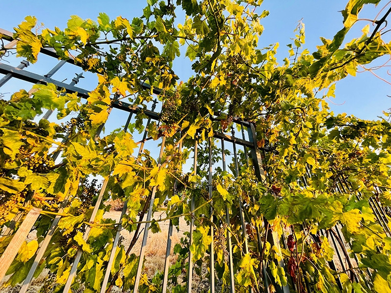 Đặc biệt, vợ cũ ca sĩ Đan Trường còn trồng vườn nho rộng xung quanh căn biệt thự. Ảnh: FB Thuy Tien Mfas