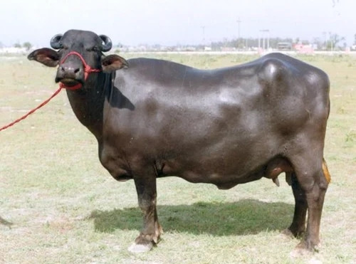 Trâu Murrah được tìm mua nhiều do có sản lượng sữa cao giàu chất béo, khoảng 7 lít/ngày. Sữa trâu Murrah thường được dùng để làm pho mát mozzarella. Ảnh: IndiaMART