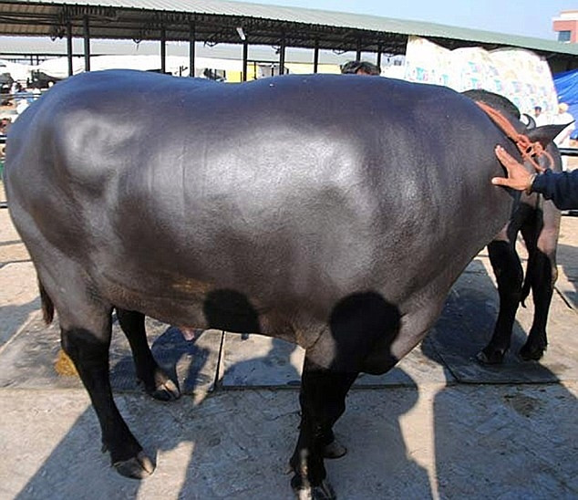 Tuy nhiên, anh nông dân tên Karamvir Singh sống tại làng Sunario thuộc vùng Kurukshetra, bang Haryana, miền Bắc Ấn Độ vẫn quyết định không bán con trâu của mình bởi ông đã kiếm được hơn 30.000 bảng Anh (917 triệu đồng) mỗi tháng từ việc bán tinh trùng của nó. Ảnh: DM