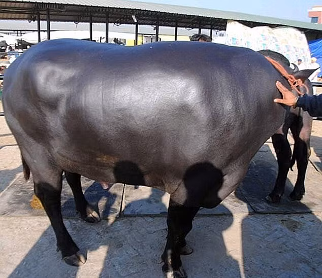 Tuy nhiên, anh nông dân tên Karamvir Singh sống tại làng Sunario thuộc vùng Kurukshetra, bang Haryana, miền Bắc Ấn Độ vẫn quyết định không bán con trâu của mình bởi ông đã kiếm được hơn 30.000 bảng Anh (917 triệu đồng) mỗi tháng từ việc bán tinh trùng của nó. Ảnh: DM