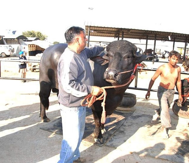 Con trâu này tiêu thụ khoảng 20 bảng Anh (hơn 600.000 đồng) tiền thức ăn mỗi ngày. Nhưng đây là khoản đầu tư xứng đáng vì giống bò này được biết đến với giá bán cao. Ảnh: DM