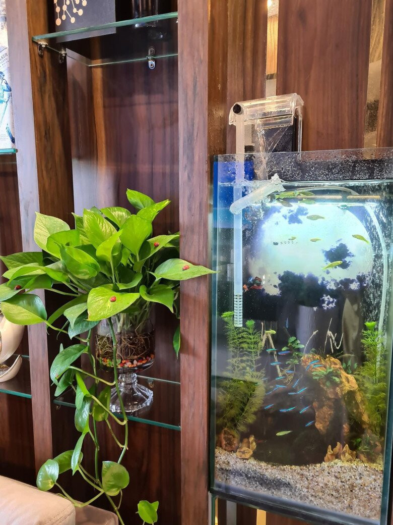 Bể cá cảnh trong nhà. Ảnh: Bùi Lý Thiên Hương