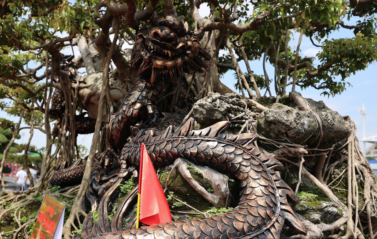 Cây sanh cổ có bề ngoài cao sừng sững nhưng thân cây mộc trắng. Ảnh: Dân Việt