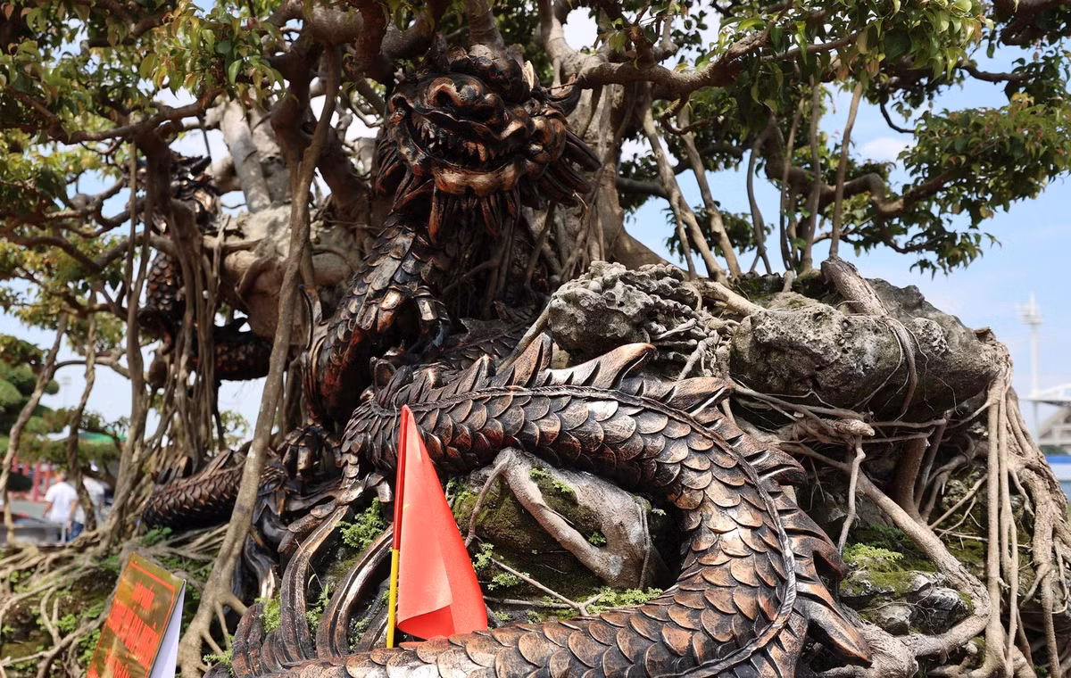 Cây sanh cổ có bề ngoài cao sừng sững nhưng thân cây mộc trắng. Ảnh: Dân Việt