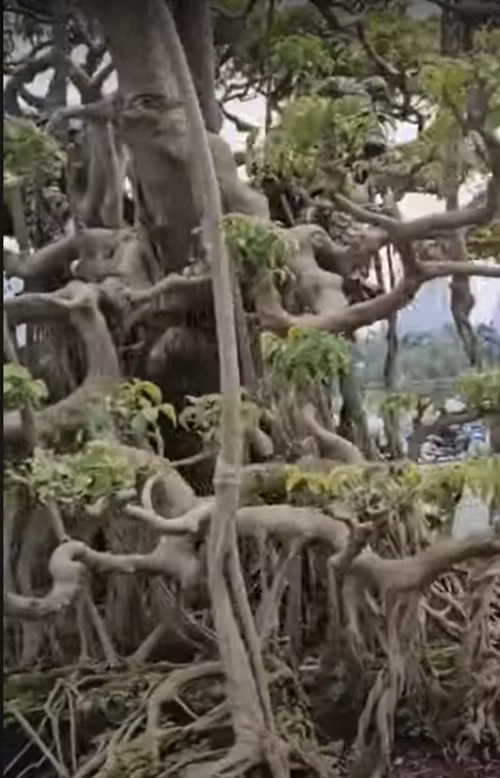 Sanh là một trong số những loại cây cảnh được nhiều người yêu thích. Ảnh chụp màn hình YouTube