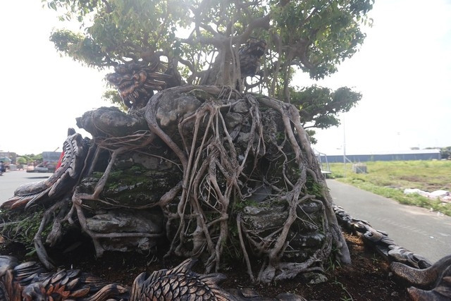 Rễ cây sanh mọc xung quanh, bám chặt vào đá. Ảnh: Tiền phong