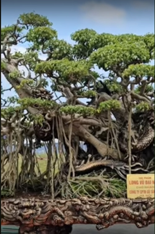 Thân uốn lượn mềm mại nhưng vẫn tạo thế vững chãi bởi bệ rễ bên dưới như điểm một vài cây nhỏ. Ảnh: chụp màn hình YouTube