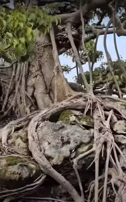 Các tay cành và rễ cây đan xen vào nhau như "phím đàn". Ảnh chụp màn hình YouTube