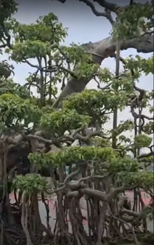 Trong phong thủy, cây sanh mang ý nghĩa may mắn, sung túc cho gia chủ. Ảnh chụp màn hình Youtube