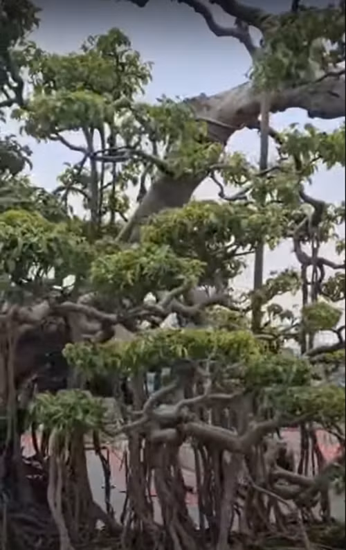 Trong phong thủy, cây sanh mang ý nghĩa may mắn, sung túc cho gia chủ. Ảnh chụp màn hình Youtube