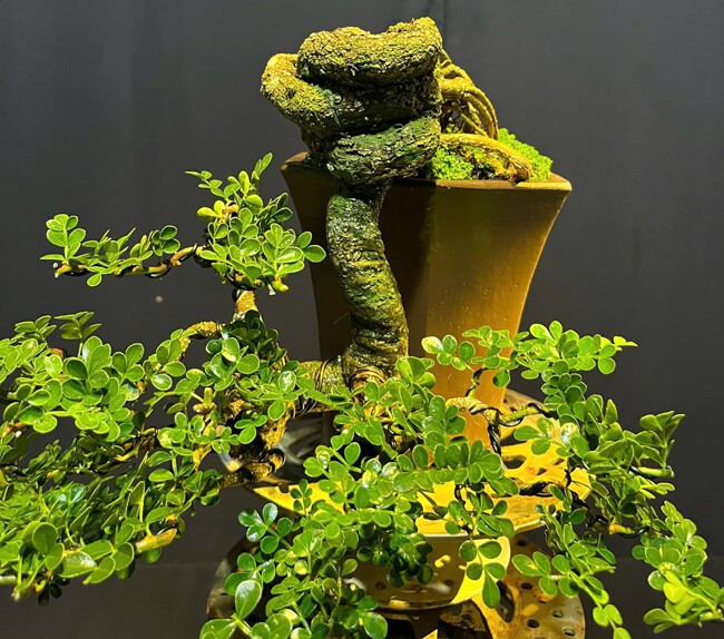 Trên chợ mạng có nhiều hội nhóm chuyên trao đổi, mua bán cần thăng bonsai với đủ dáng thế và kích thước khác nhau. Ảnh: Facebook