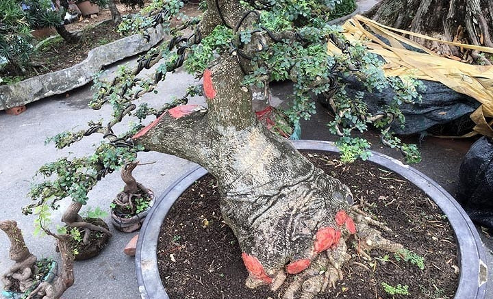 Năm 2018, tại triển lãm cây cảnh tổ chức tại Phúc Thọ (Hà Nội), cây cần thăng của chủ vườn Hồ Tấn Hoàng (Tiền Giang) gây chú ý khi có tuổi đời 50 năm. Ảnh: VOV