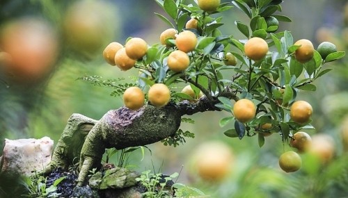 Cần thăng thường được ghép cùng quất, mang lại giá trị kinh tế cao. Ảnh: Laodongthudo