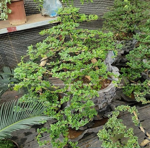 Cần thăng là cây thân gỗ, có thể cao tới 2,5 mét. Thân cây dẻo dai, bền bỉ nên được các nghệ nhân uốn nắn thành bonsai đẹp mắt và có giá trị kinh tế cao. Ảnh: Hongcayanh