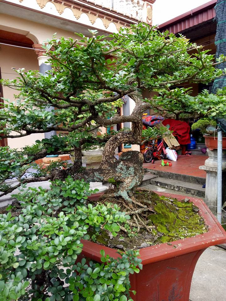 Bonsai cần thăng được ưa chuộng nhờ lá nhỏ nhắn, tán đẹp và có ý nghĩa về mặt phong thủy. Ảnh: Facebook