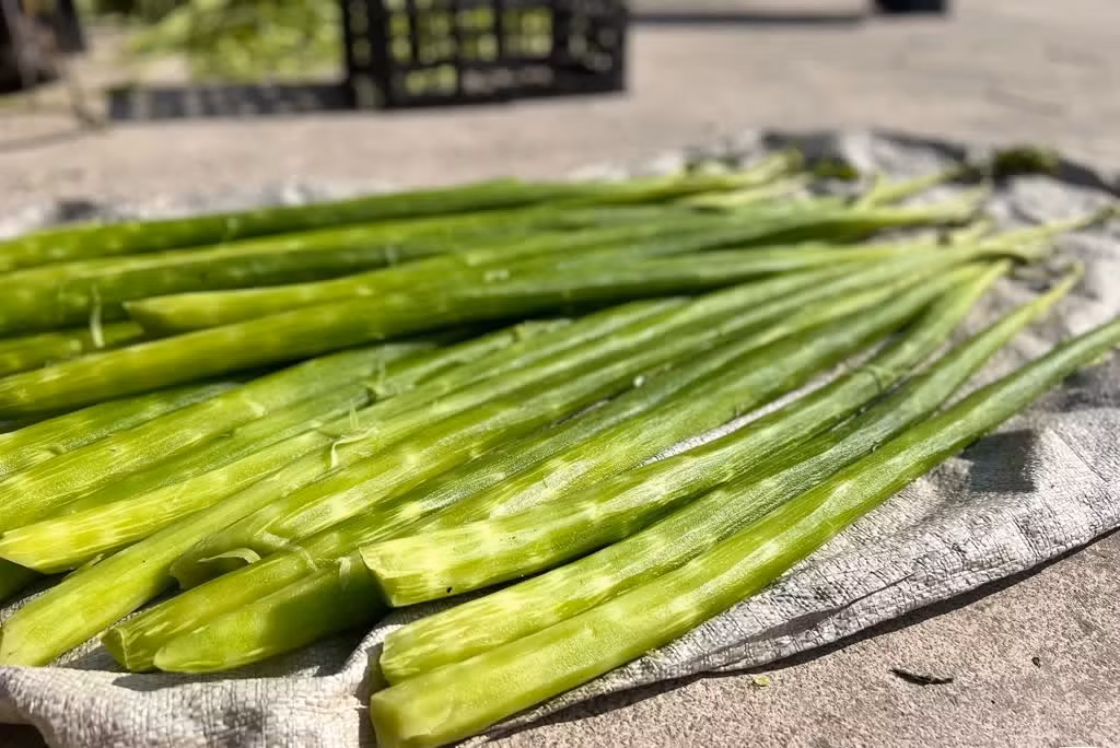 Đặc điểm của rau tiến vua là khó thích ứng với nước ngọt, phần thân có lá đôi, hai nhánh, hình giống như một loại rễ củ. Ảnh: Tổ quốc