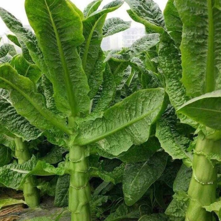 Rau tiến vua mềm nhưng dai, kích thước thường bằng ngón tay út hoặc có thể to hơn. Ảnh: MobiAgri