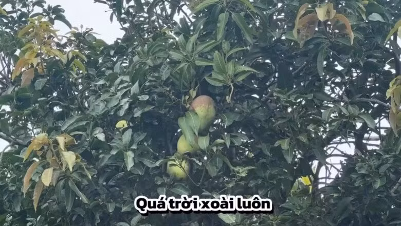 Cây xoài tốt um cho trái to. Ảnh chụp màn hình