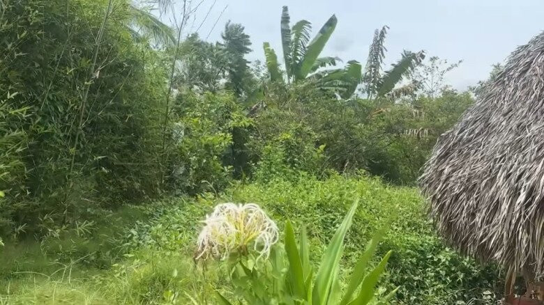 Lần này, Cát Tường lâu mới về, cỏ mọc um tùm, bít cả đường đi. Ảnh chụp màn hình