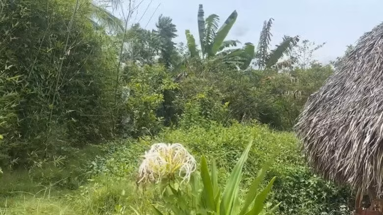 Lần này, Cát Tường lâu mới về, cỏ mọc um tùm, bít cả đường đi. Ảnh chụp màn hình