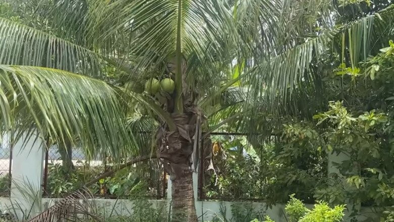 Mùa đầu tiên cây dừa ra trái nhưng rất nhiều quả. Ảnh chụp màn hình