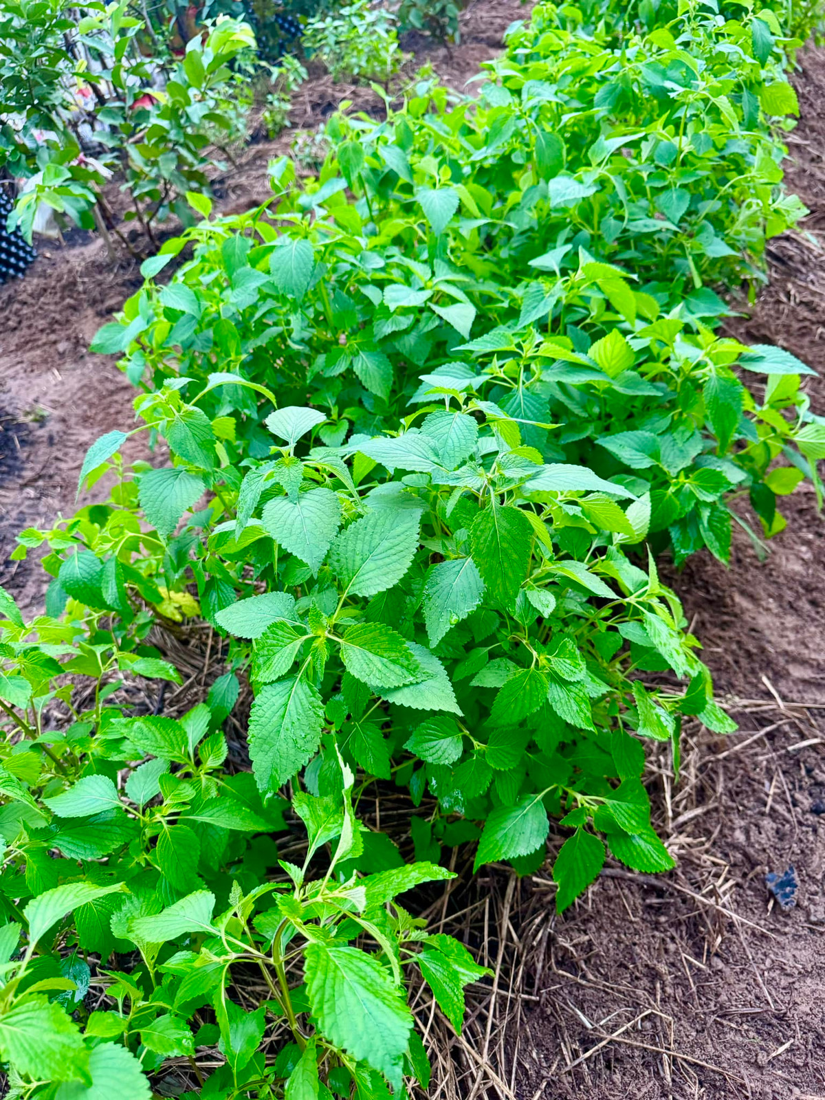 Rau kinh giới tốt um. Ảnh: FBNV