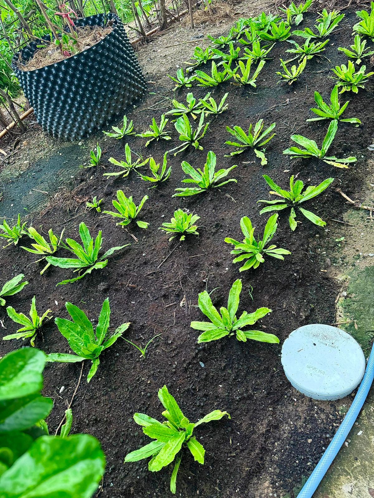 Rất nhiều loại rau gia vị được trồng trong vườn. Ảnh: FBNV