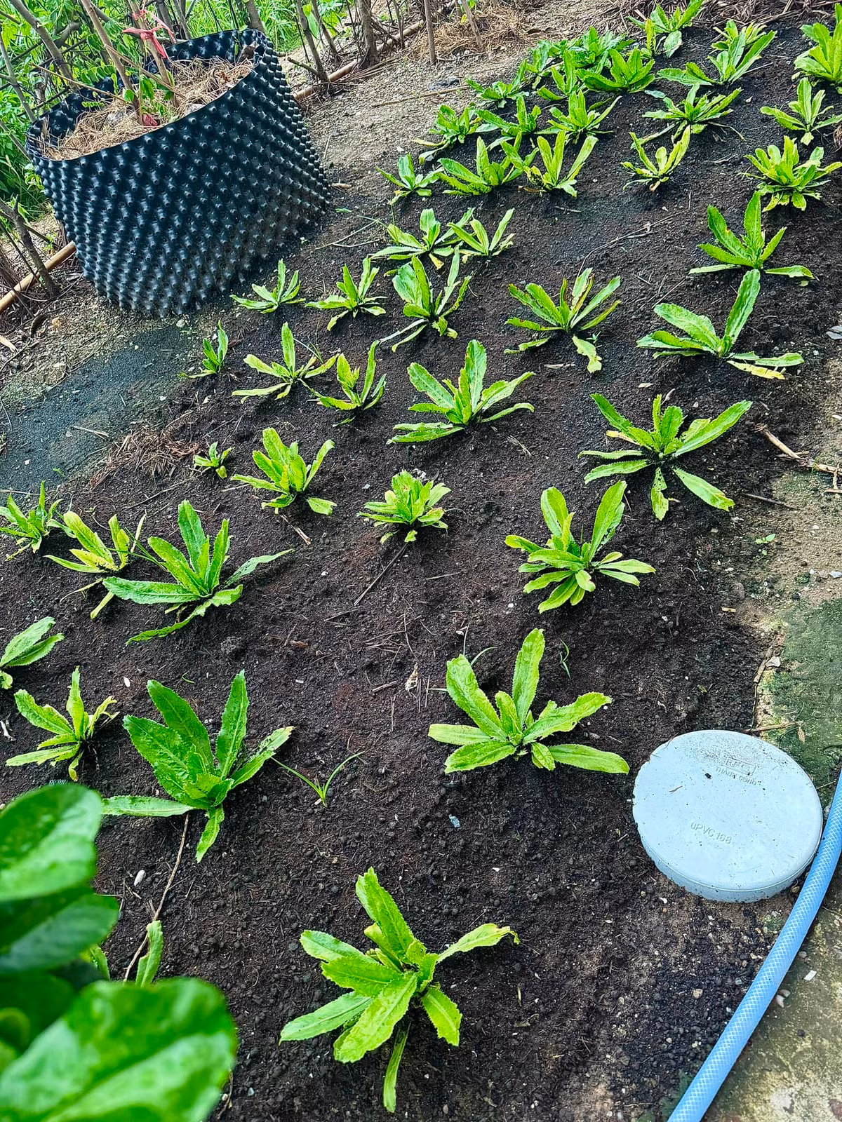 Rất nhiều loại rau gia vị được trồng trong vườn. Ảnh: FBNV