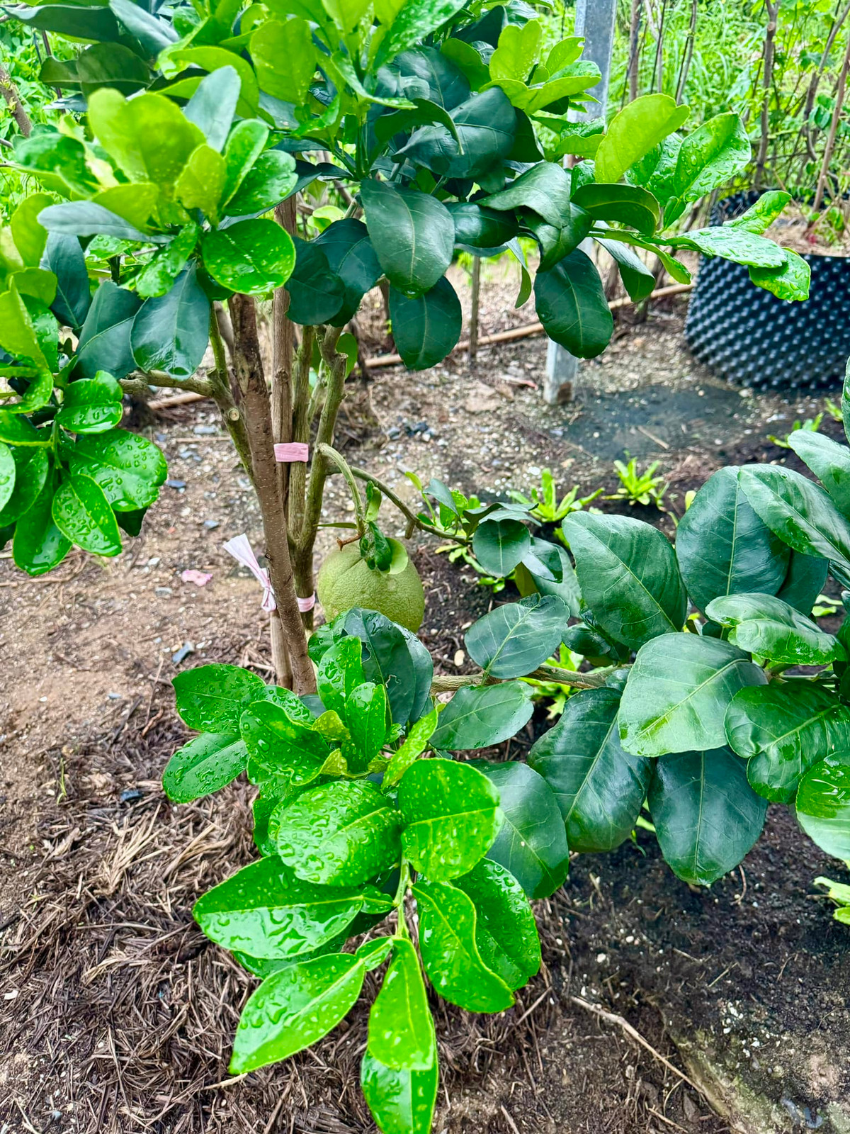 Cây bưởi còn nhỏ nhưng cũng đã cho trái đầu mùa. Ảnh: FBNV