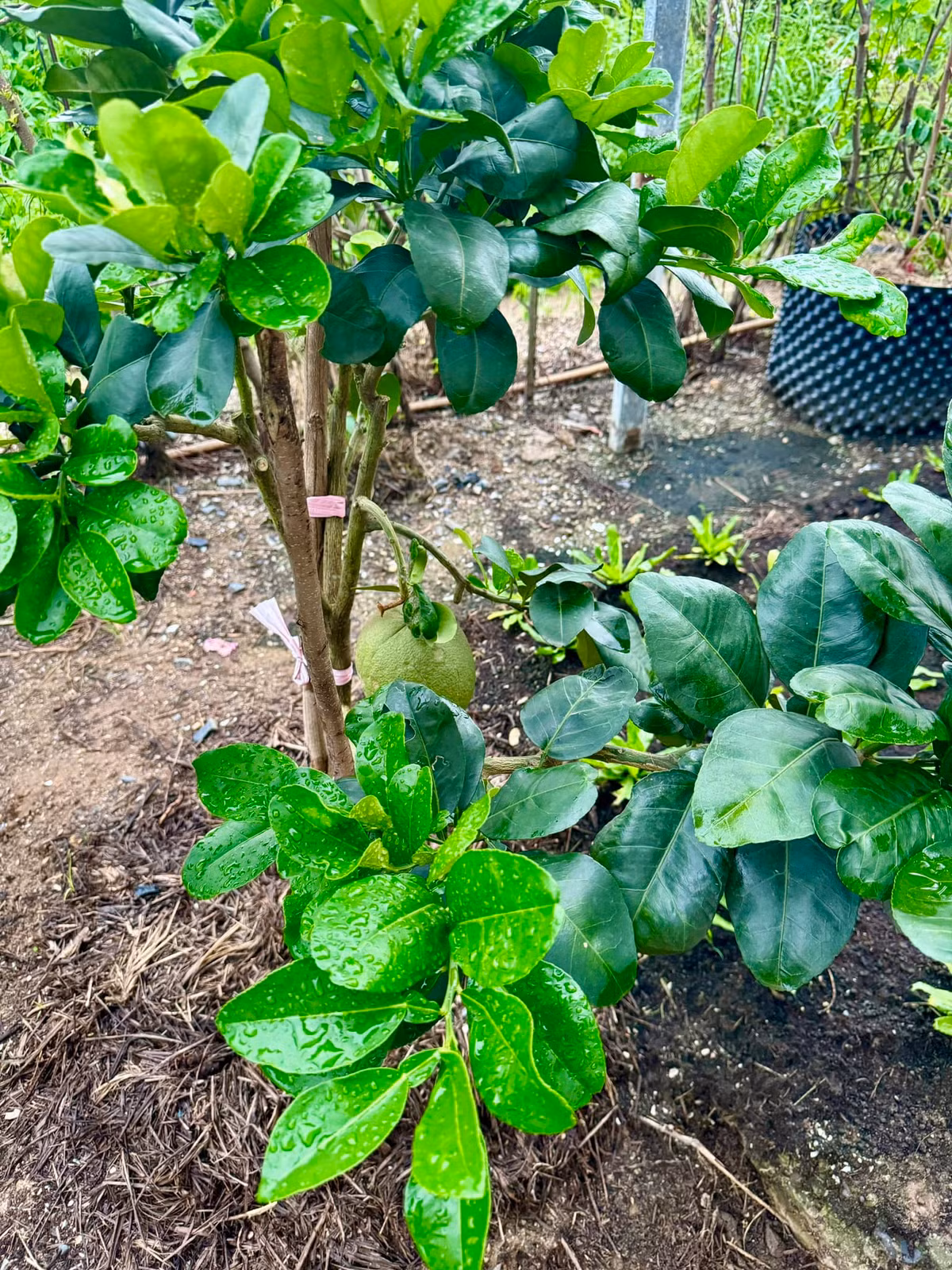 Cây bưởi còn nhỏ nhưng cũng đã cho trái đầu mùa. Ảnh: FBNV