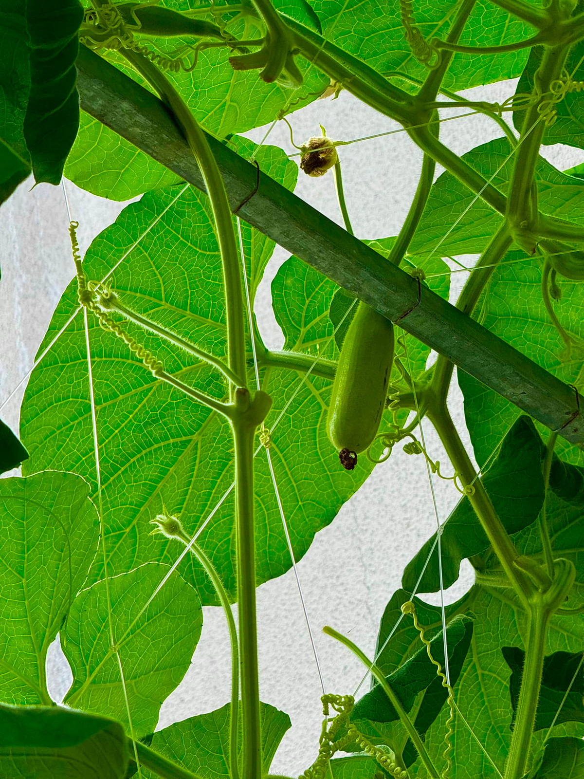 Bầu cũng đã ra trái. Ảnh: FBNV