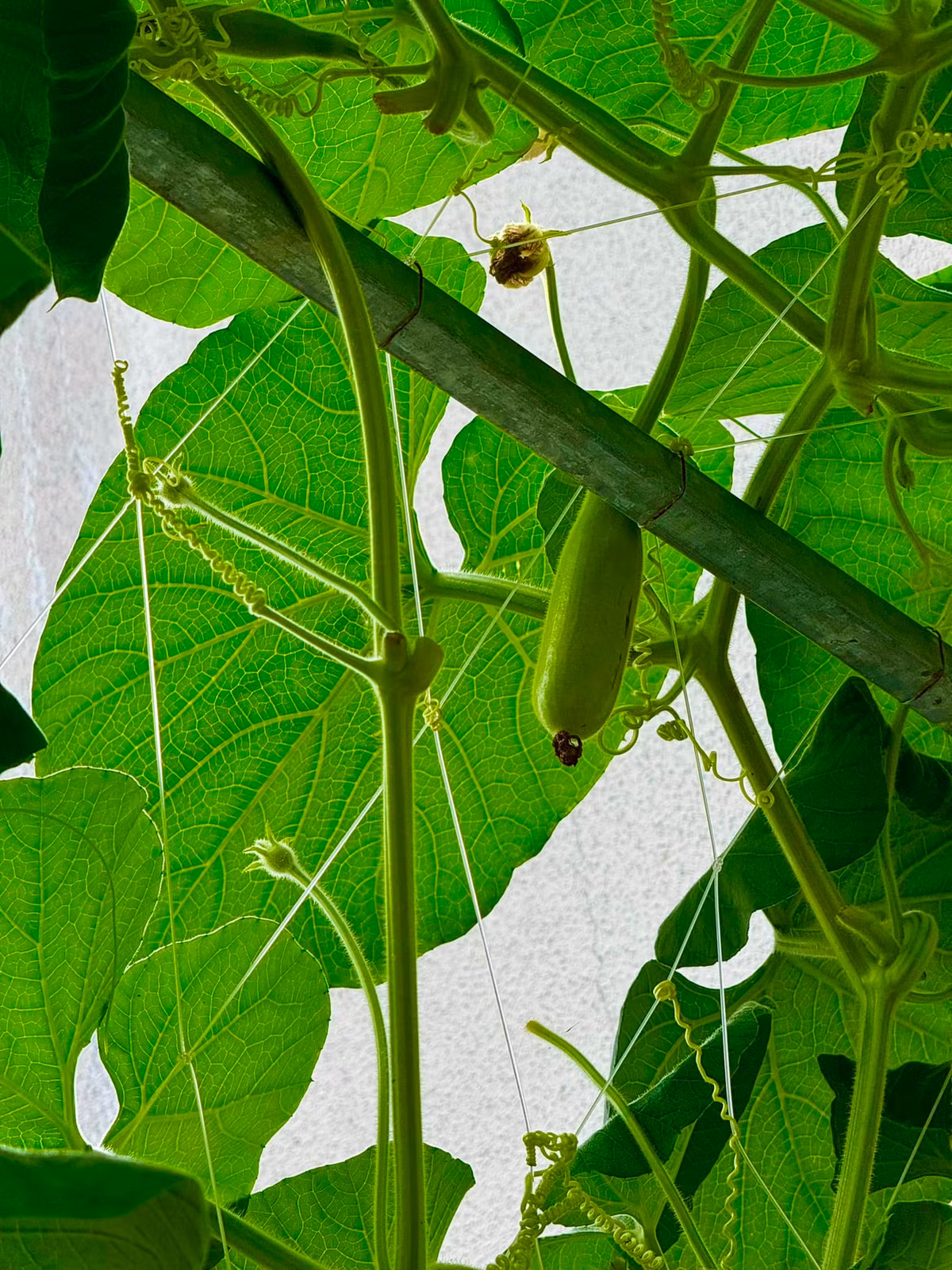 Bầu cũng đã ra trái. Ảnh: FBNV