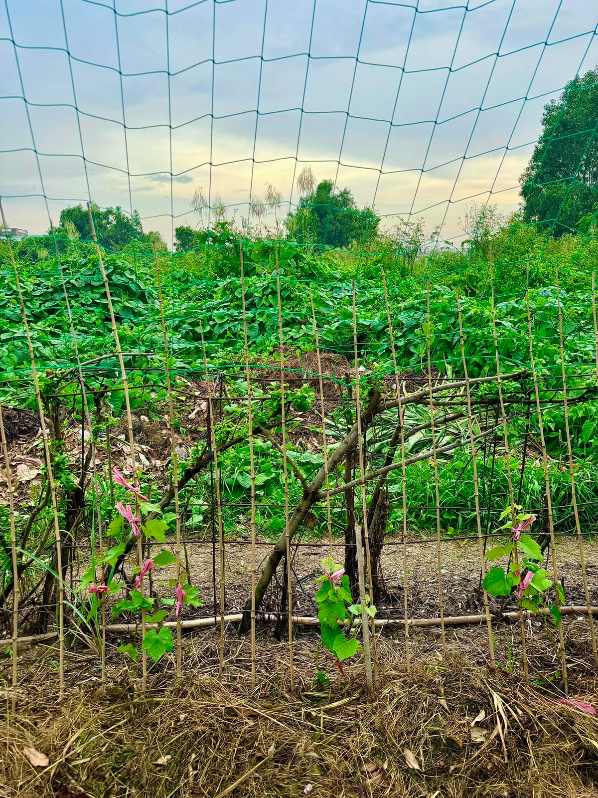 Khu vườn của Đoàn Đi Băng có giàn che, tạo điều kiện cho cây phát triển. Ảnh: FBNV
